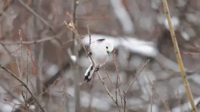 Kíváncsi tollas útitársaink, az őszapók