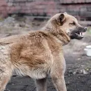 A veszettség elleni védekezésre figyelmeztet a Nébih