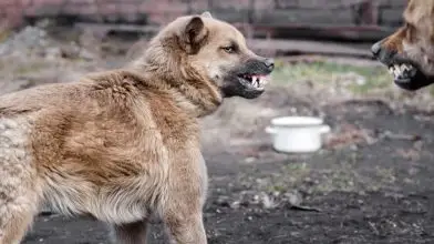 A veszettség elleni védekezésre figyelmeztet a Nébih