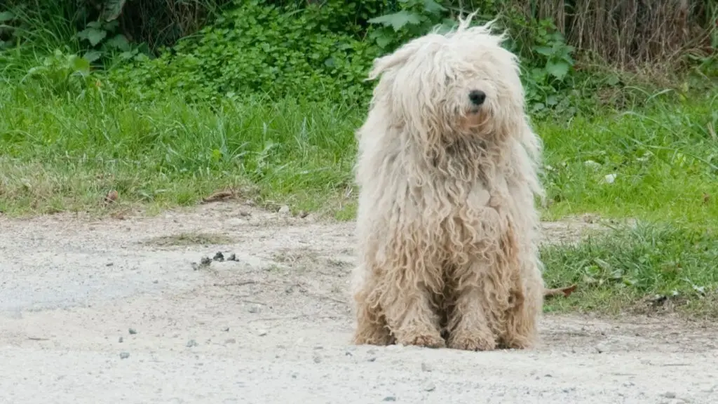 Fehér puli