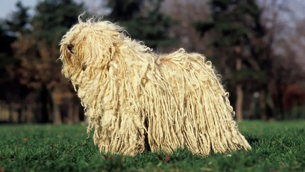 Fehér puli