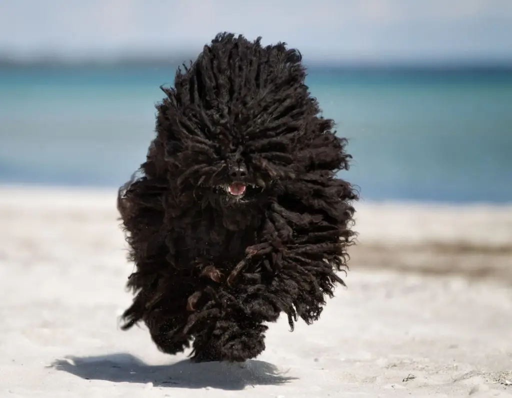 Fekete puli