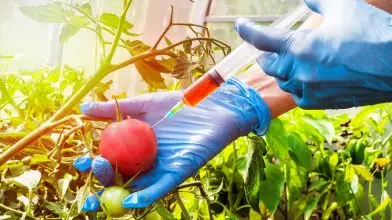 Veszélyeztetné a természetet az új GMO-kkal az Európai Parlament