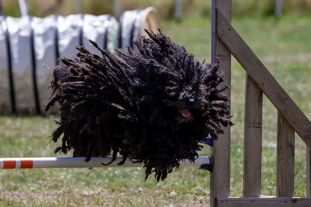 Puli agility 