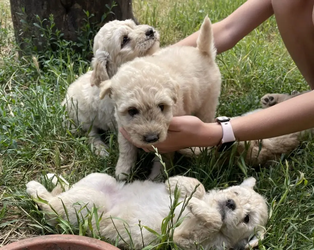 Puli kölykök