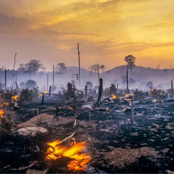 2050 körül jöhet az amazóniai esőerdő fordulópontja