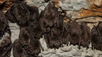 Felmérték a hazánk barlangjaiban telelő denevérállományokat