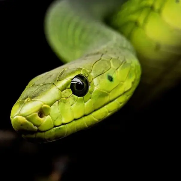 A kígyók evolúciós fejlődésének nyomában