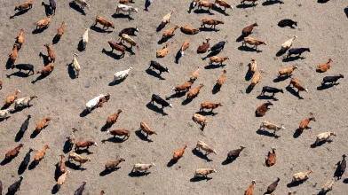Marha nagy félreértés, hogy száműzni kellene a teheneket az élelmezésünkből