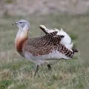 Rekordmennyiségű túzok a szinkronszámláláson