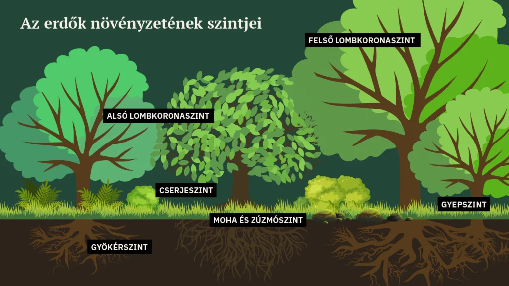 Az erdők növényzetének szintjei