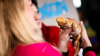 Különleges hüllő is segíti a Közös Ügyünk az Állatvédelem Alapítvány programját
