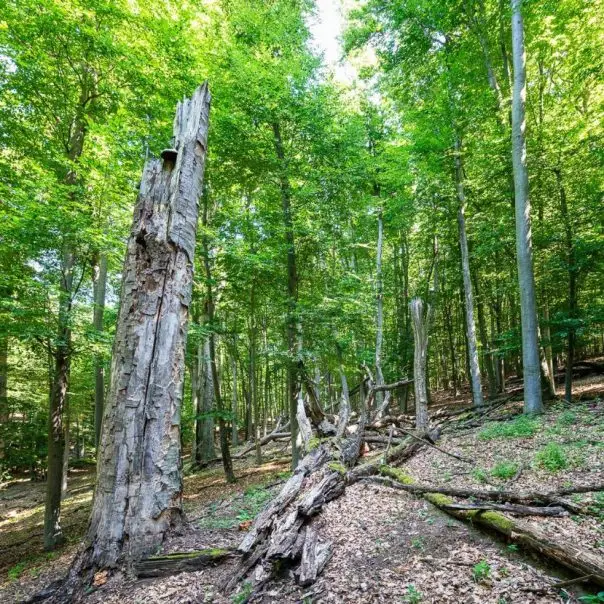 Erdőanya és Mexikó-puszta: a Pilisi Parkerdő mesés nevű mintaterületei