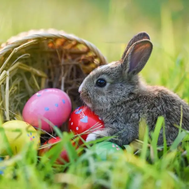 A felelős állattartás alól az ünnep sem kivétel!