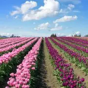 Hamarosan nyitnak a „Szedd magad” tulipánoskertek