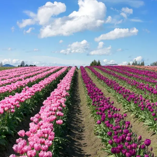 Hamarosan nyitnak a „Szedd magad” tulipánoskertek