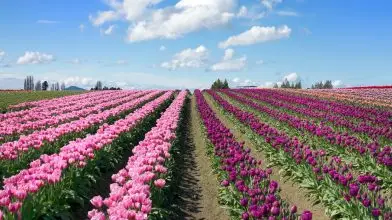 Hamarosan nyitnak a „Szedd magad” tulipánoskertek