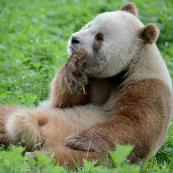 Nem minden panda fekete-fehér