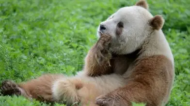 Nem minden panda fekete-fehér