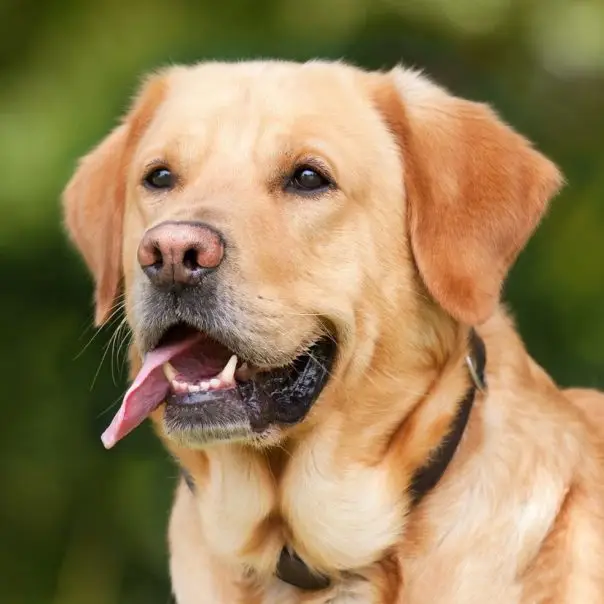Miért éhesek állandóan a labradorok?