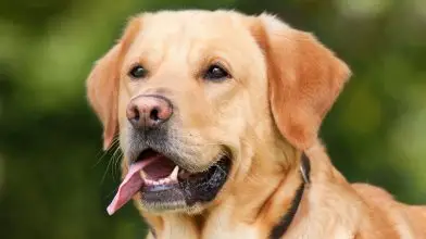 Miért éhesek állandóan a labradorok?