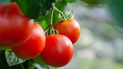 Meglepő felfedezés látott napvilágot a paradicsom jótékony hatásáról