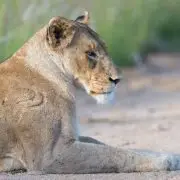 Az erőtől duzzadó nőkről szól a National Geographic vadonatúj sorozata