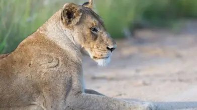 Az erőtől duzzadó nőkről szól a National Geographic vadonatúj sorozata