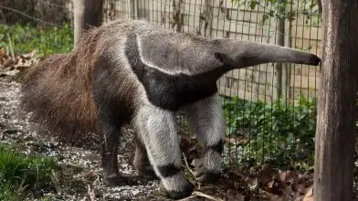 Péntektől vasárnapig látogatható a Föld Fesztivál a Fővárosi Állatkertben
