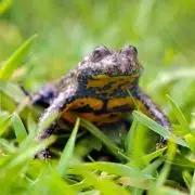 Mérgező állatok Magyarországon – ezekkel vigyázz, ha kirándulsz!