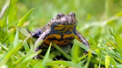 Mérgező állatok Magyarországon – ezekkel vigyázz, ha kirándulsz!