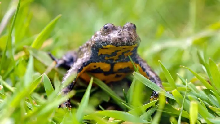 Mérgező állatok Magyarországon – ezekkel vigyázz, ha kirándulsz!