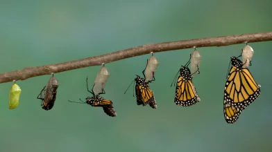 Nem minden lepke pillangó