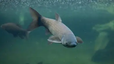 Inváziós halfajok telepítését akadályozta meg az Állami Halőri Szolgálat