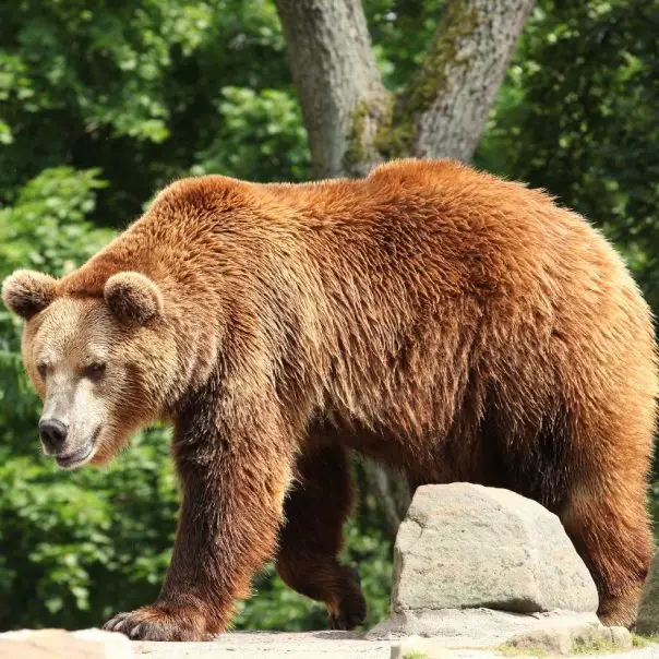 Miért turkál az ember holmijában a barna medve?