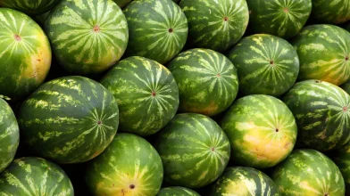 Hetekkel korábban kezdődhet idén a hazai dinnyeszezon
