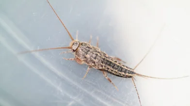 Tudtad, hogy akár egy több száz millió éves rovarfaj is megszállhatja az otthonodat?
