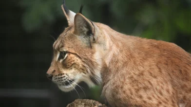 Hiúzokat telepítenek át Romániából Németországba