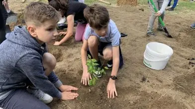 Gyermekek közreműködésével ültettek Miyawaki-erdőt Sopronban