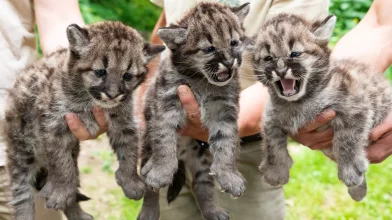 Puma hármasikrek születtek a Nyíregyházi Állatparkban