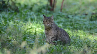Tematikus vadmacskanap a Budakeszi Vadasparkban