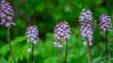 Aki most túrázik, csodákra bukkanhat! – Virágzik a bíboros kosbor, a hazai orchidea