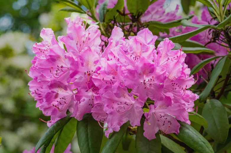 rododendron