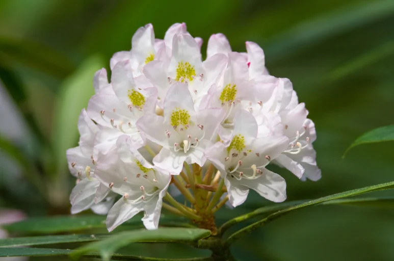 fehér színű rododendron