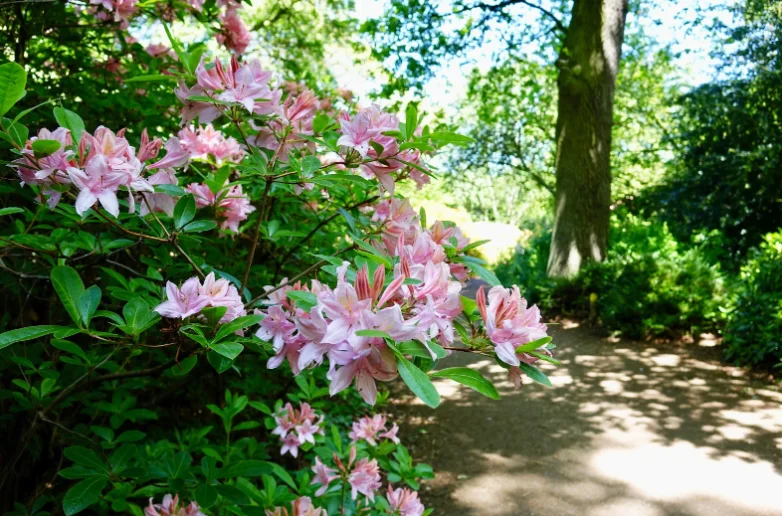 arborétum, rododendron