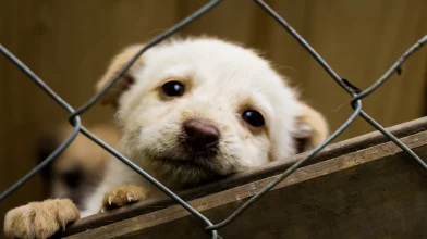 Állatmenhelyi eszközökkel támogatják a szentendrei Árvácska munkáját