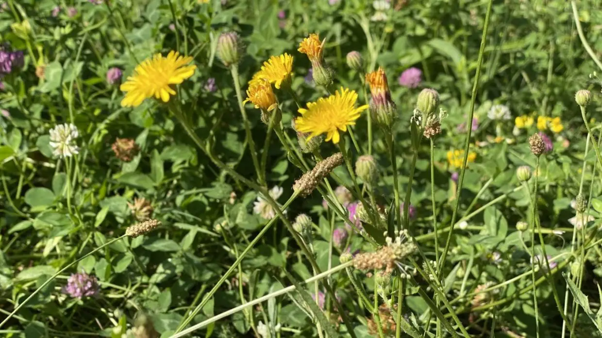 Egy négyzetméternyi biodiverzitás otthon
