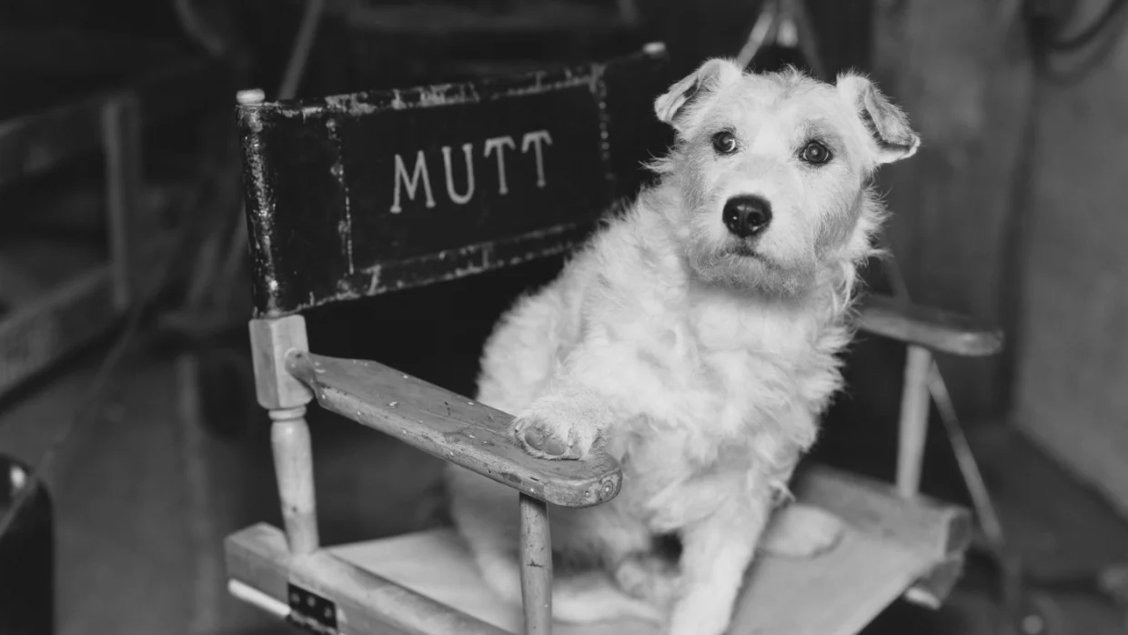 Másként néznéd a filmeket, ha tudnád, hogy a forgatásuk ártatlan állatok életét követelte?