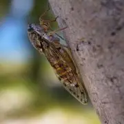 Kabócák éneke – Mediterrán hangulat hazánkban is