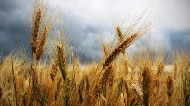 Rontotta az őszi vetés termését a múltheti jelentős csapadék